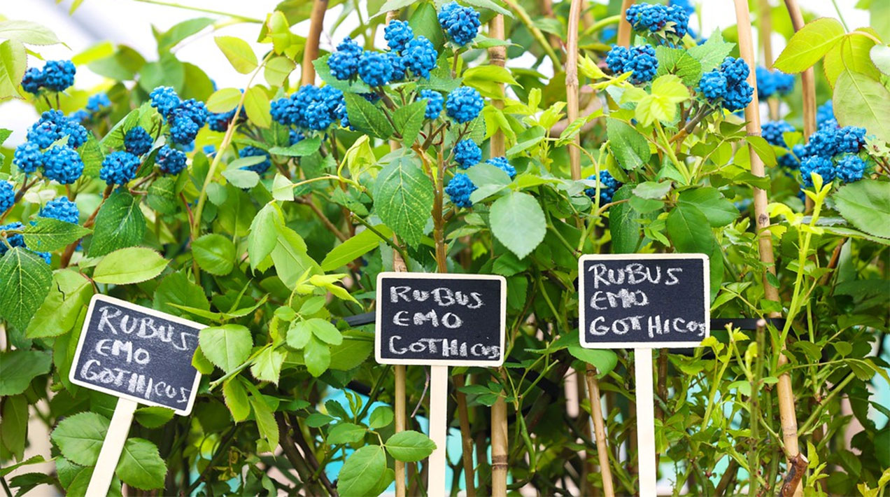 April Fool 2024 Blue Raspberries
